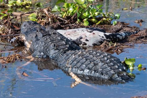  Alligator: An Apex Predator With Skin as Tough as Ancient Armor!