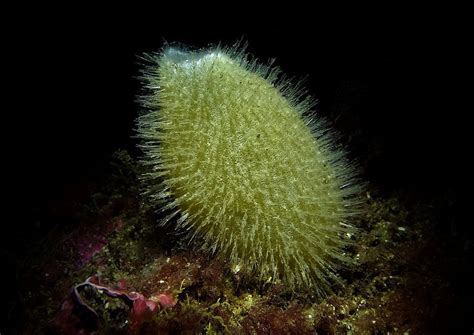  Finger Sponge: A Humble Filter Feeder With Incredible Architectural Prowess!