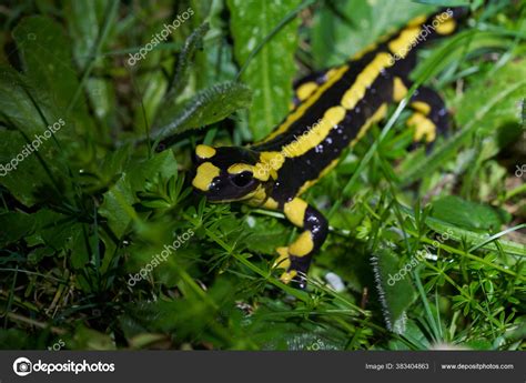  Fire Salamander: This Nocturnal Amphibian With Vivid Skin Coloration Can Regenerate Limbs and Other Body Parts!