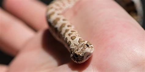 Hognose Snake! A Master of Deception, Mimicking Death to Evade Its Predators