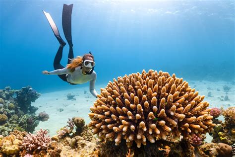  Irania!  A Colorful Sponge That Lives Among Coral Reefs and Provides Vital Shelter for Marine Life