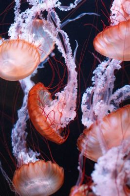 Jumping Jellyfish Jellies: Microscopic Wonders That Conquer Oceans and Freshwater Habitats!