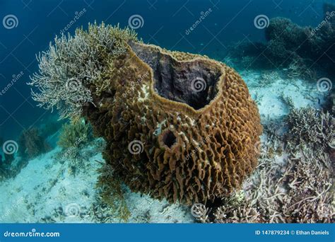  Large Barrel Sponge:  Discovering the Ancient Architecture of Coral Reefs!