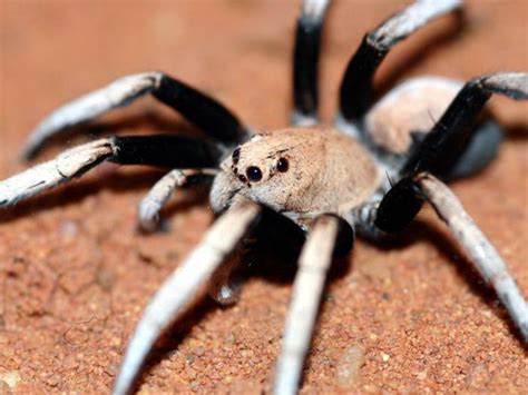  Mesquite Wolf Spider! A Masterful Hunter of Desert Dunes, Sporting Eight Eyes and Silky Legs