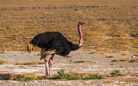  Ostrich: A Flightless Wonder With Feathers Fit for Royalty!