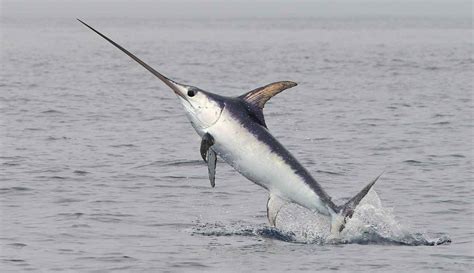 Xiphias Gladius: A Swordfish So Majestic It Could Cut Through Your Dreams!