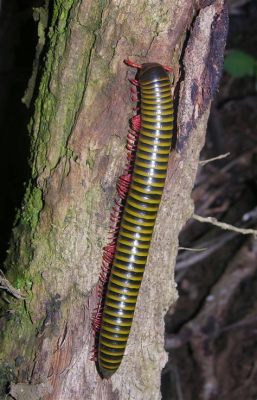  Yellow-Striped Millipede: An Earthworm With More Legs Than You Can Count!