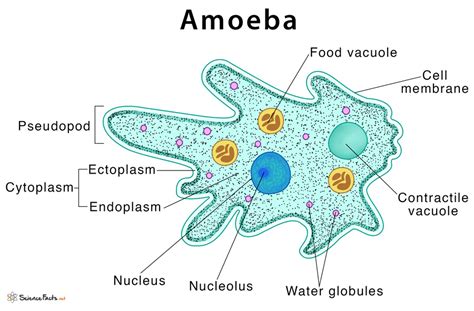  Brefeldia! This Remarkably Unique Amoeboid Exhibits Both Stationary Feeding Strategies and Rapid Motility