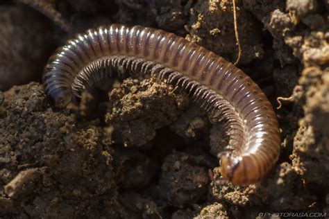  Daddy Long-Legs Millipede! Discover A Fascinating Creature With Many Legs And An Appetite For Decay 