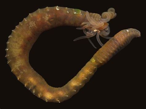  Dodecaceria, A Worm That Can Dance (And Maybe Even Do Some Math)!