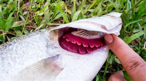  Dogfish! A Surprisingly Diverse Cartilaginous Fish with Gills That Breathe Underwater