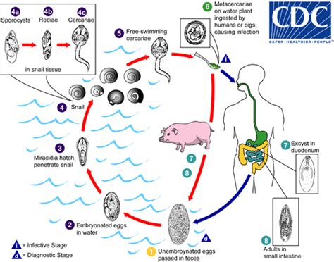  Fasciolopsis Buski: A Trematode Worm That Lives Life In the Fast Lane!