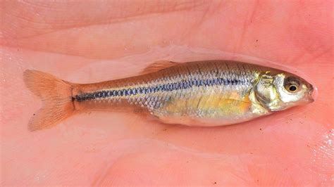  Fathead Minnow: A Tiny Fish That Embodies Both Boldness and Resilience in Its Aquatic Realm!