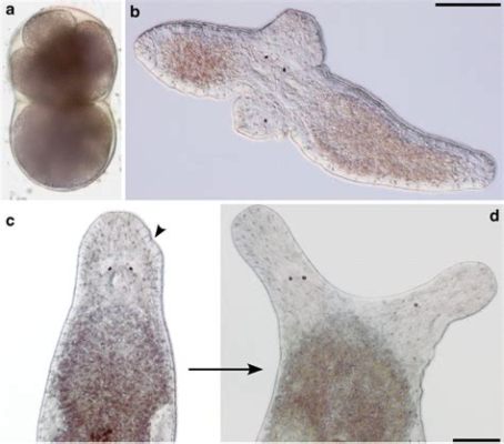 Free-Living Flatworm: A Master of Regeneration That Thrives in Freshwater Habitats!