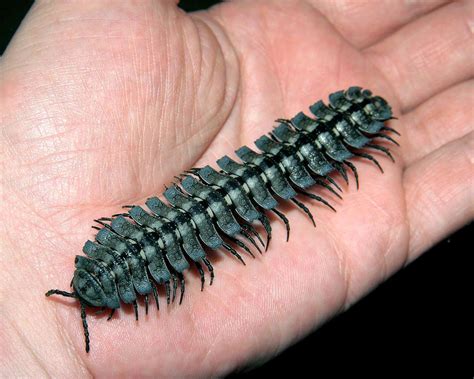  Giant Millipede: A Creature That Exudes Armored Elegance and Thrives in Earth's Darkest Depths!