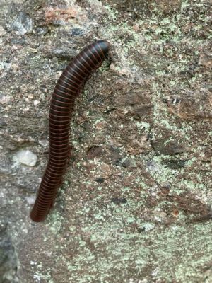  Giant Millipede: Discovering the Gentle Giants Roaming Beneath Our Feet!