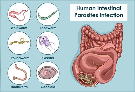  Giardia! A Tiny Terror Lurking Within Your Gut  This microscopic menace can cause severe gastrointestinal distress and serves as a stark reminder that even the smallest creatures can pack a powerful punch