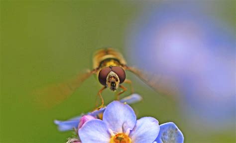  Hoverfly A Buzzing Wonder with Glittering Wings!