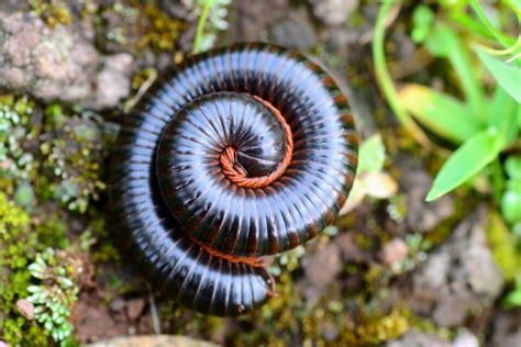 Julididae: Where Many Legs Lead To An Abundance Of Secrets About This Fascinating Arthropod!