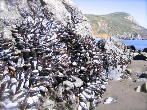 Mussel! A Remarkable Filter Feeder That Thrives in Intertidal Zones and Contributes Significantly to Marine Ecosystems