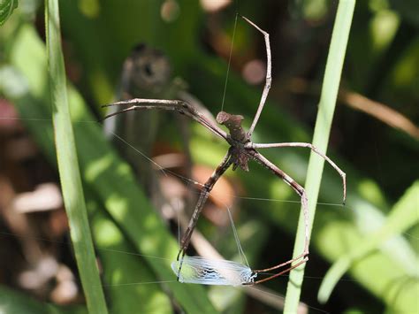  Net-Casting Spider – A Master Weaver That Embraces Its Aquatic Life