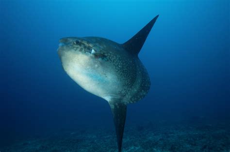  Oceanic Wonders! Discover the Remarkable World of the Ocean Sunfish