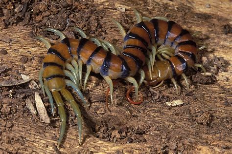 Okinawan Millipede: A Miniature Mountain Climber Thriving Among Fallen Leaves and Decomposing Wood!