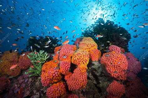 Orange Cup Coral: This Vibrant Reef Dweller Thrives in Shallow Waters Despite its Delicate Appearance!