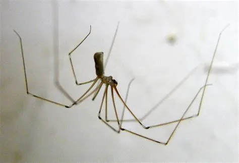 Pholcidae: Masters of the Web, Weaving Intricate Traps for Their Tiny Prey!