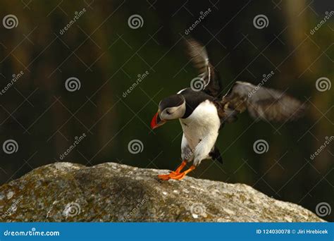  Puffin: Can This Tiny Seabird With Its Colorful Beak Outsmart a Hungry Shark?