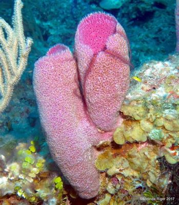  Purple Vase Sponge! Discover This Marvelous Marine Invertebrate and Its Amazing Filtering Abilities