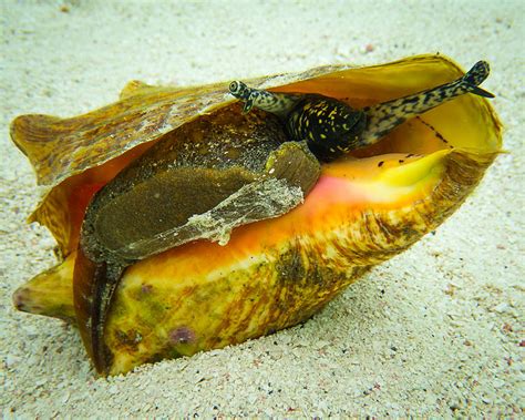  Queen Conch! A Deep Dive into This Majestic Mollusk That Prefers Shallow Coastal Waters to Underwater Volcanoes