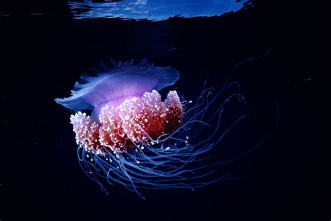  Red-veined Corymbella: An Astonishingly Delicate Colonial Animal That Exhibits Bioluminescence and Exquisite Symmetry