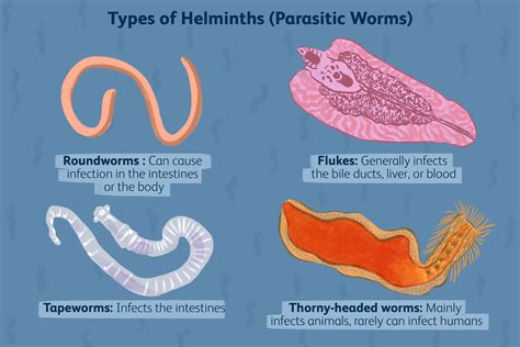  Ribbon Worm: Can These Parasitic Flatworms Survive Within Their Hosts’ Intestines?