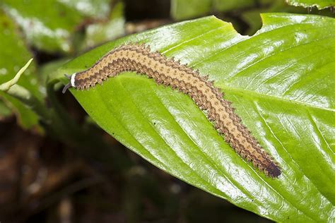 Velvet Worm! A Fascinating Creature Combining Both Ancient Origins and Modern Adaptations!