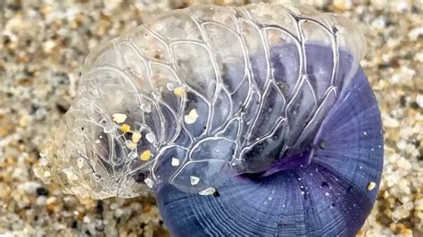 Violet Sea Snail: A Shell-Shocked Creature With an Appetite for Venomous Prey!