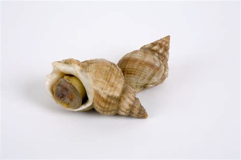 Whelk! Exploring the Shell-Shocked World of these Edible Predators