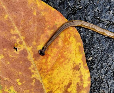  Yellow-Green Worm: A Slithering Spectacle From The Deep! 