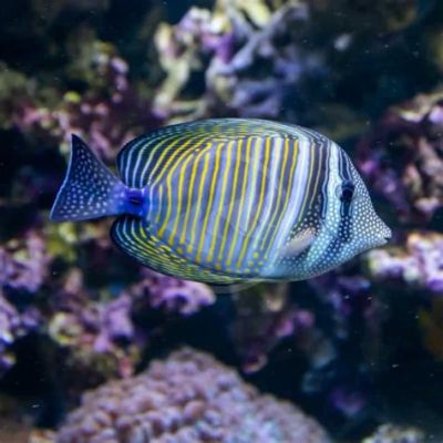   Zebrasoma Desjardinii: A Tiny Tang With Big Attitude - and a Massive Appetite!