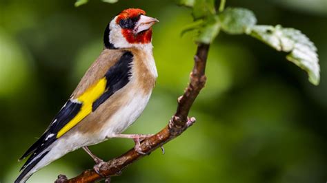 Zebu Finch! A Striking Avian Species Known for its Bold Patterns and Melodious Song