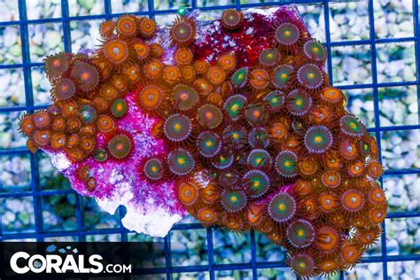  Zoanthid Corals! A Colorful Kaleidoscope Hiding Stunning Defense Mechanisms